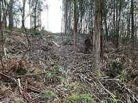 Terreno  para venda