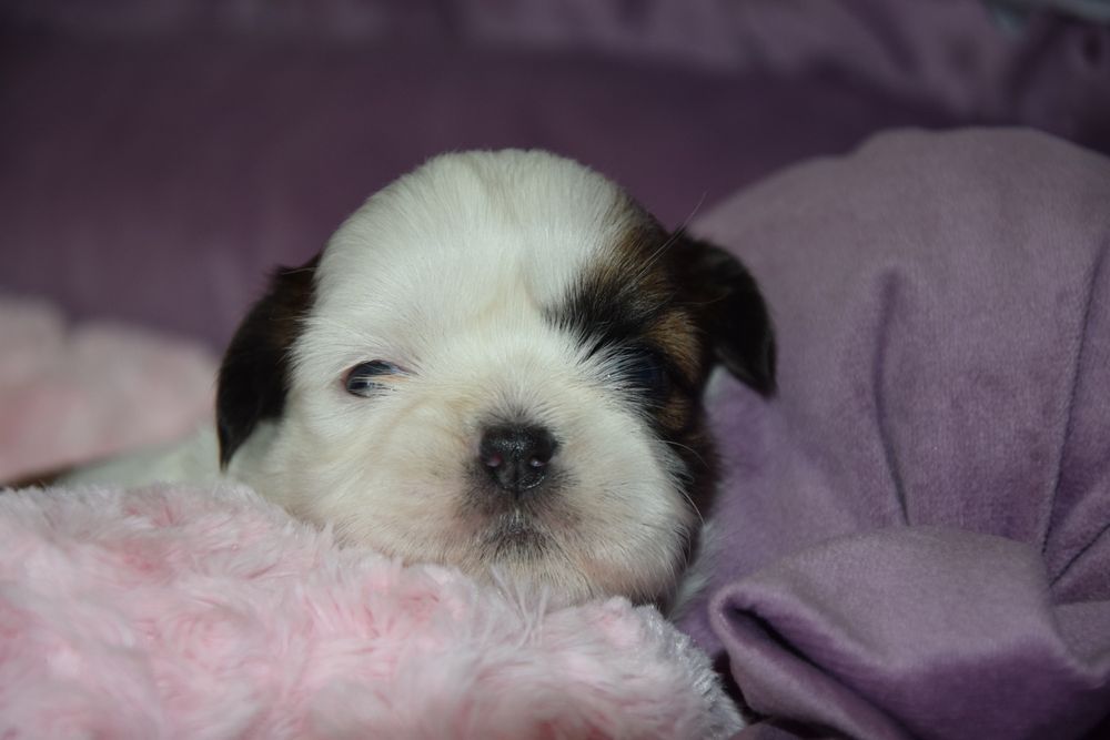 Elza Shih Tzu suczka rodowód UBEZPIECZENIE