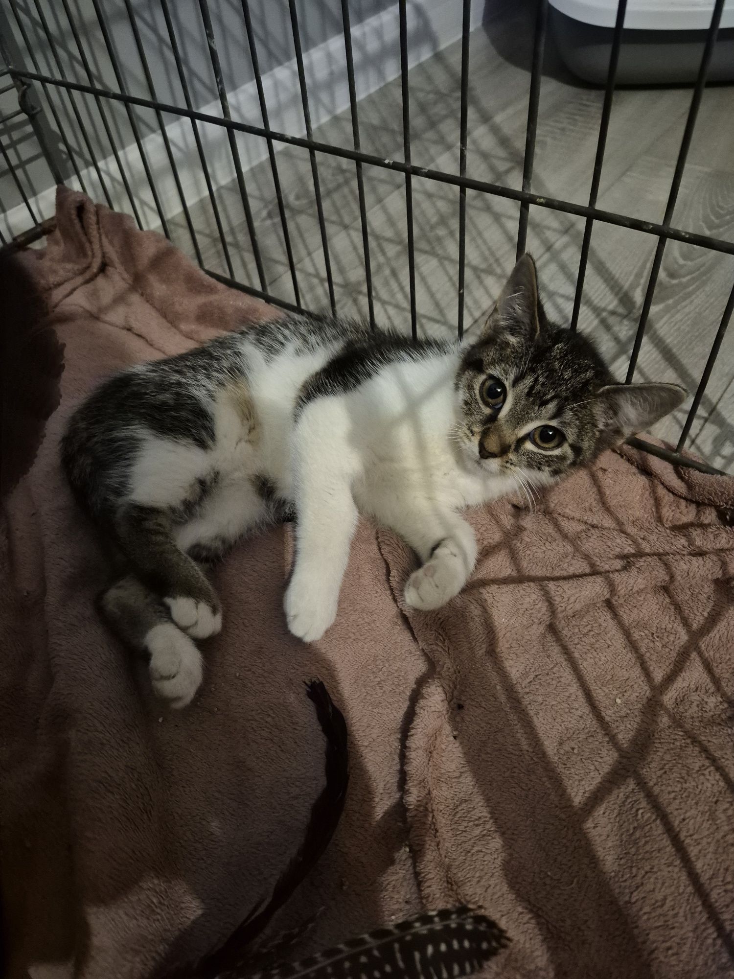 Koteczka do adopcji