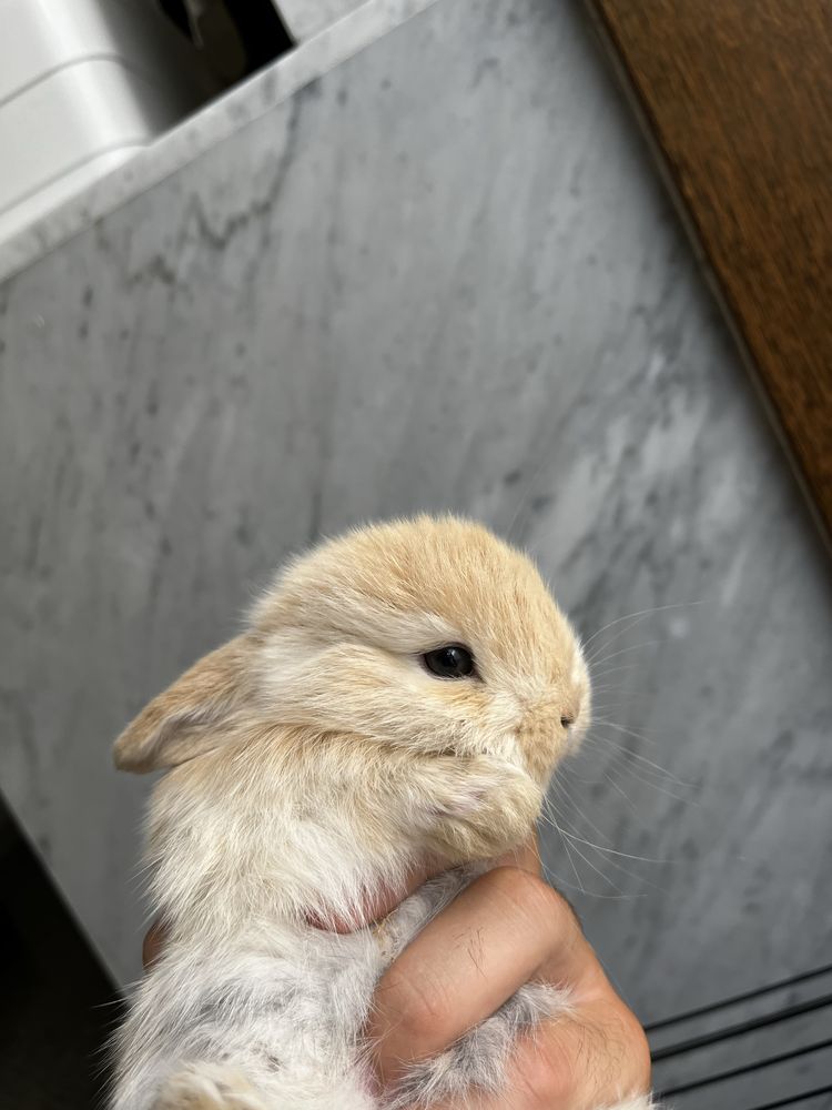 Criador coelhos anões orelhudos