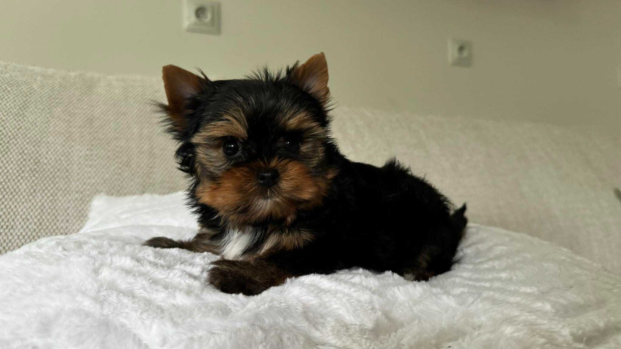 Mini Chłopiec Yorkshire Terrier z Rodowodem do 2kg