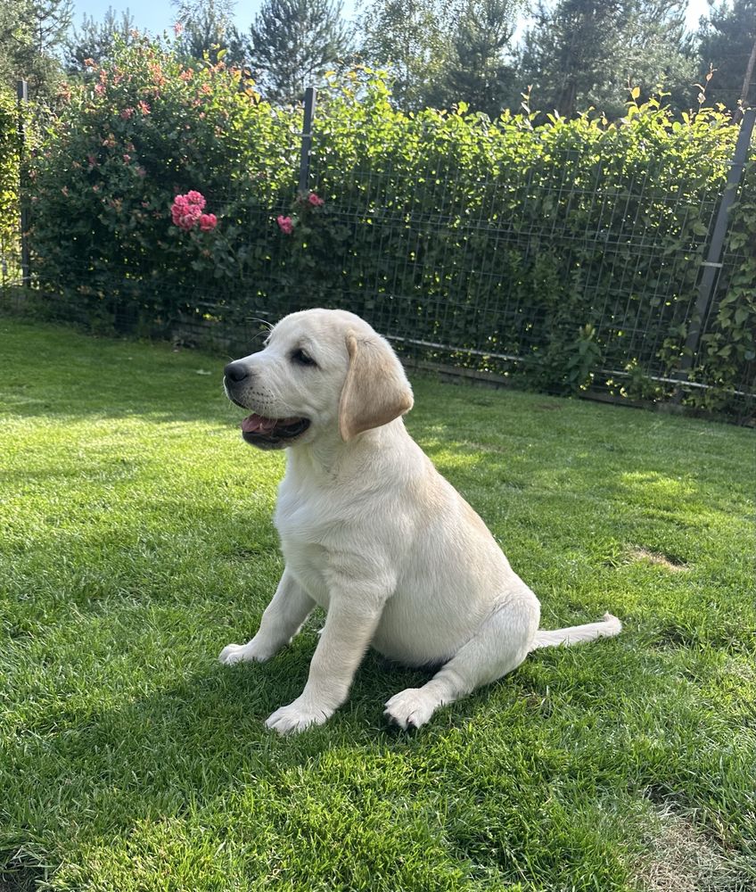 Labrador Retriever FCI