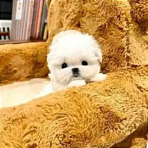 Дівчинка ті-кап мальтіпу Ф1, плюшевий медвежа