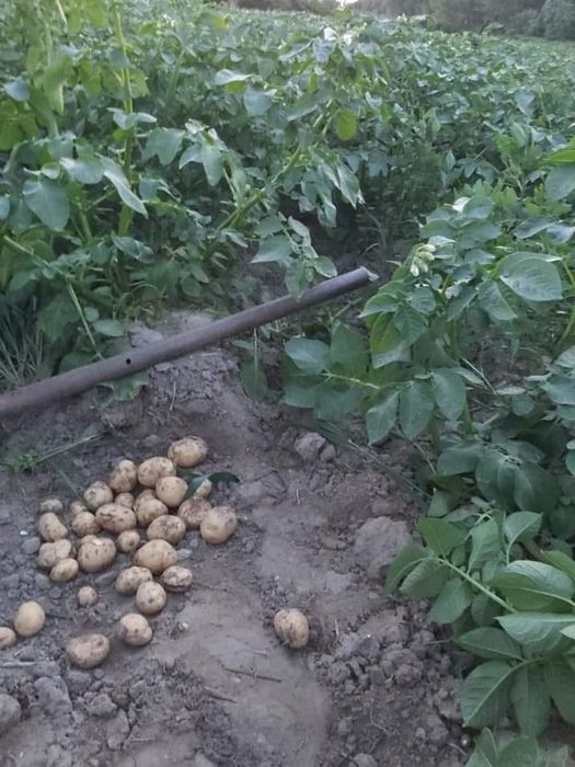 Młode ziemniaczki prosto z pola