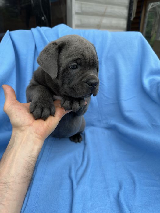 Кане-Корсо хлопчик 1,5 міс. Річі