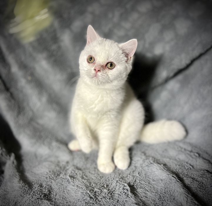 Kocur Kocurek Brytyjski