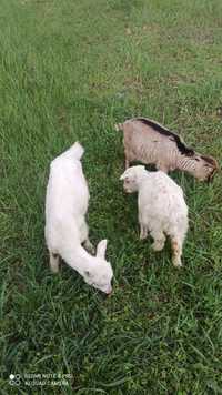 Зааненські кози (2 місяці)