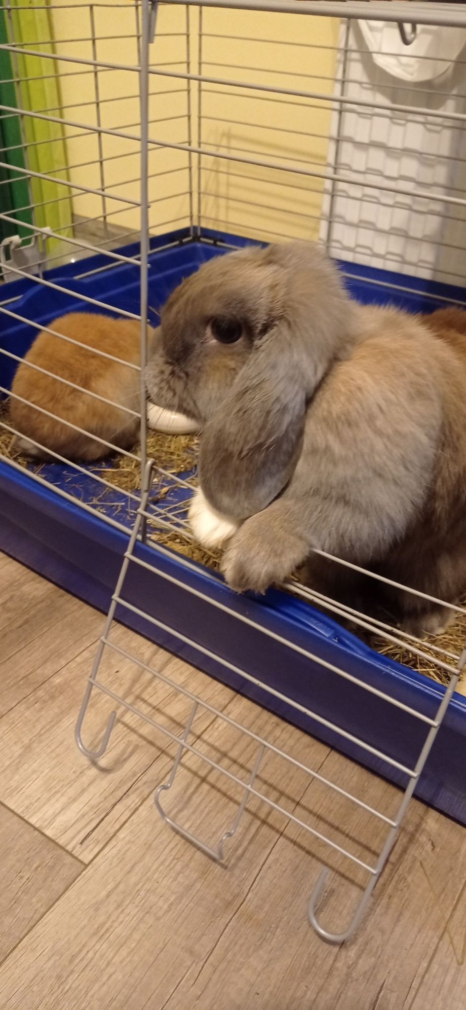 Sprzedam królika mini lop