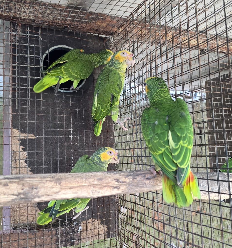 Amazona Xanthops