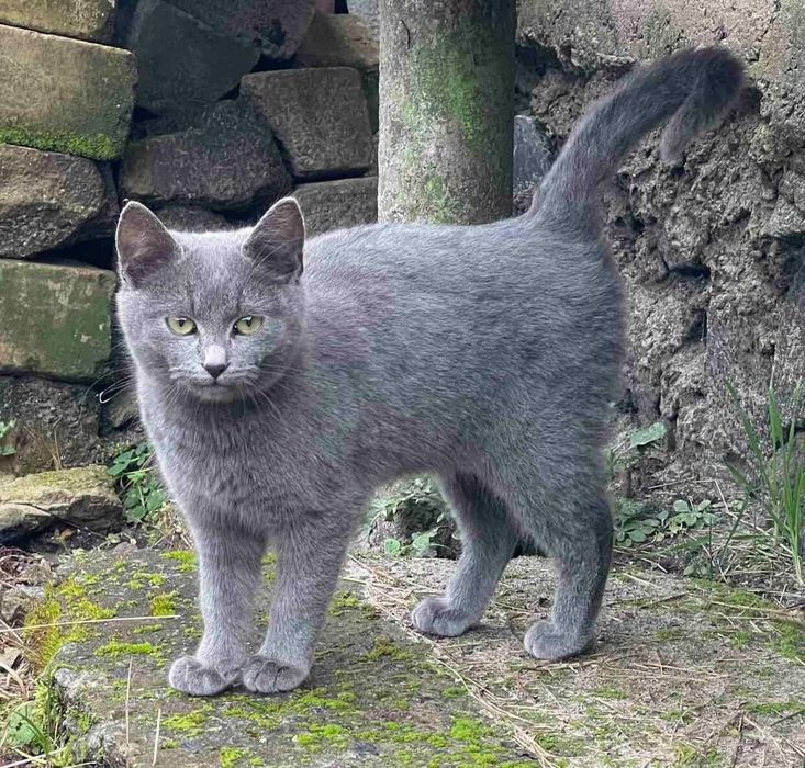 Дівчинка і хлопчик терміново шукають дім