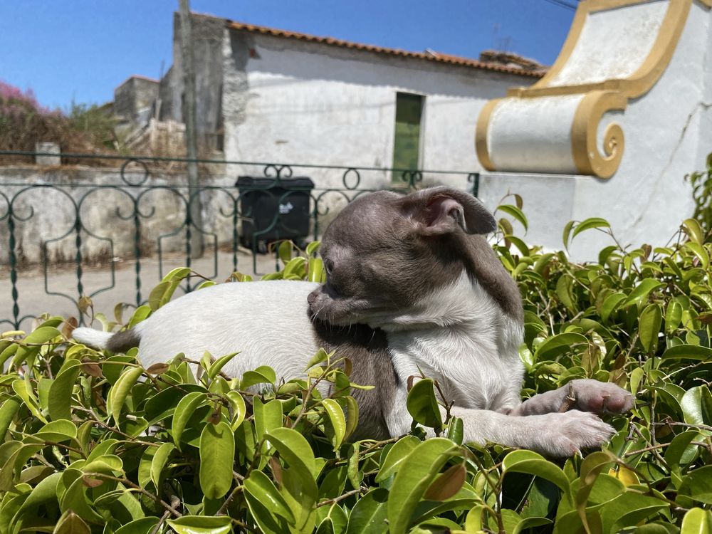 Chihuahua macho  excelente