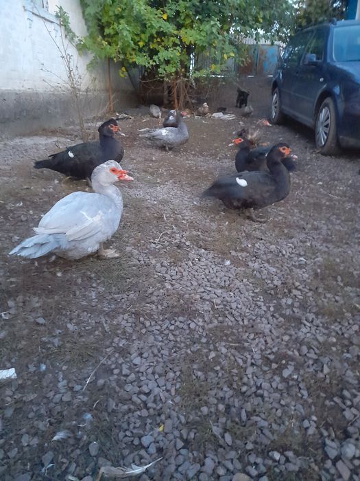 Індокачки та індокачурі продаються