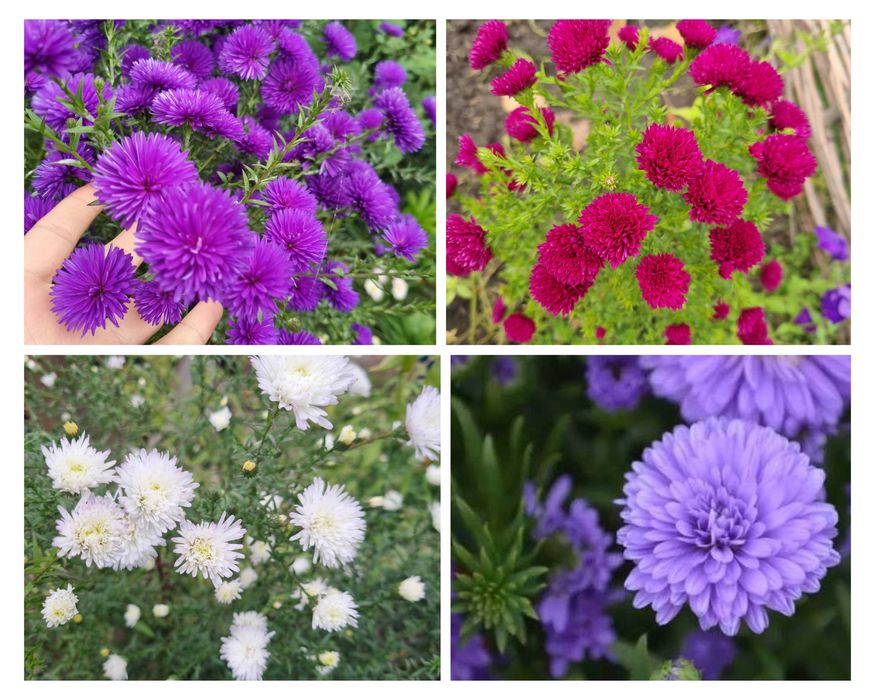 Рудбекия многолетняя махровая тысячелистник хризантемы