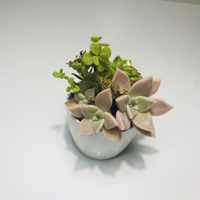 Suculentas em vaso para natal