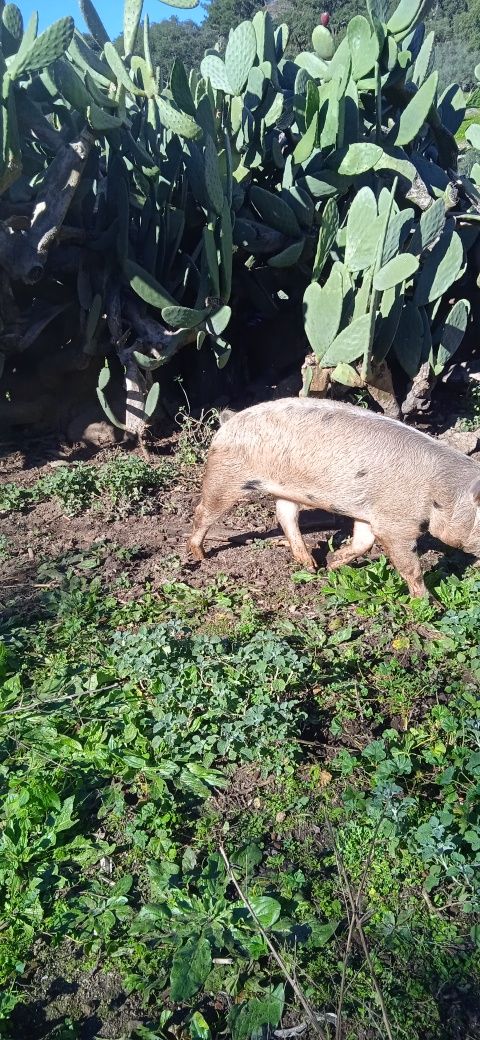 Porco para venda