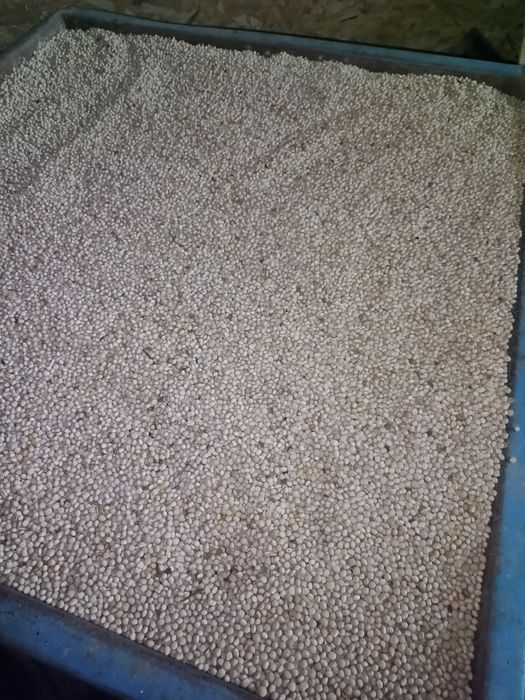 Sprzedam łubin słodki wąskolistny