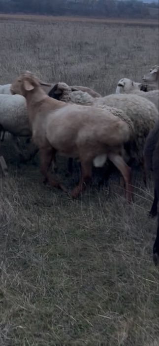 Продам курдючних самців гісарів