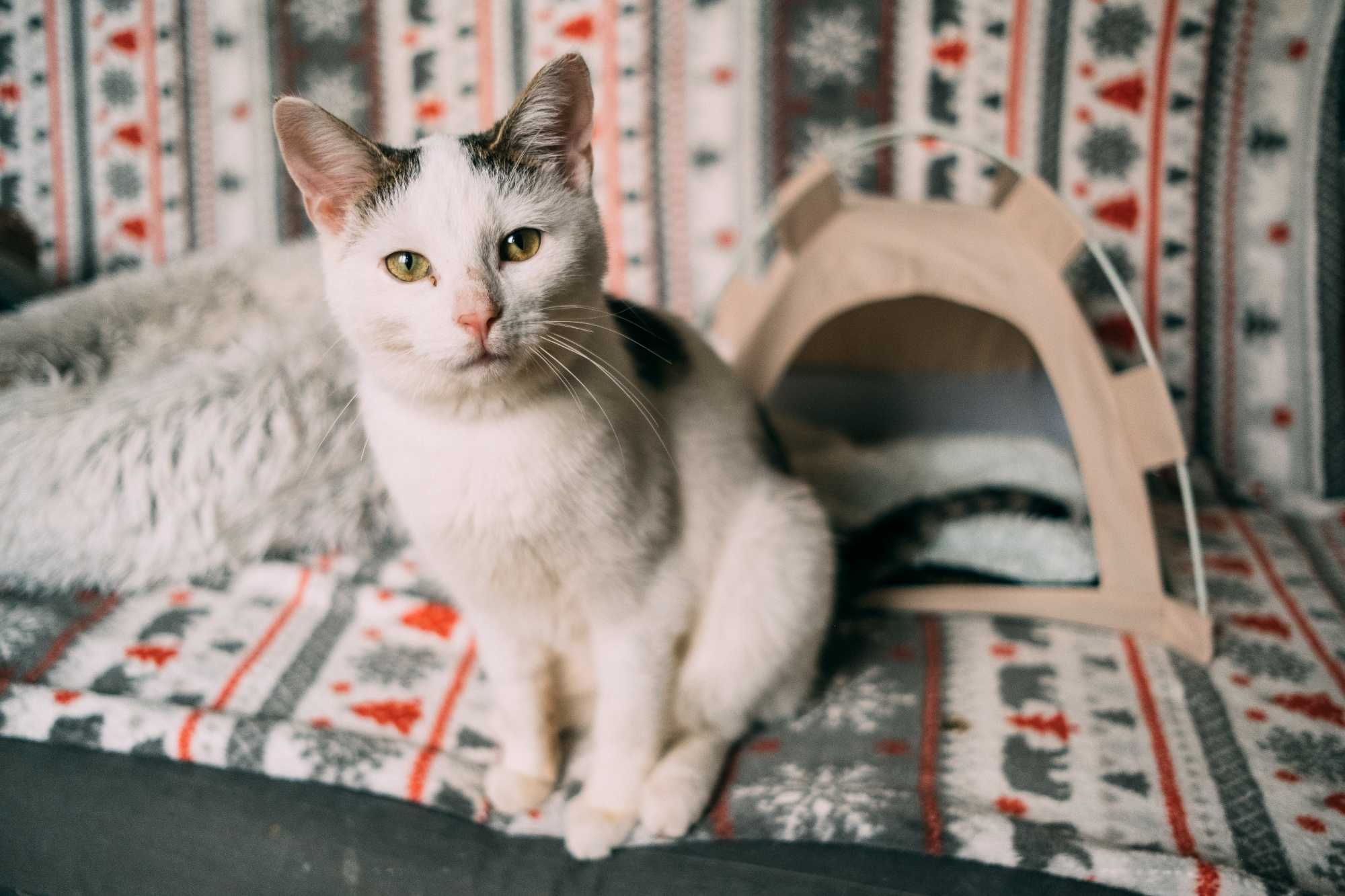 Timon marzy o kochającym domu! - kocurek do adopcji