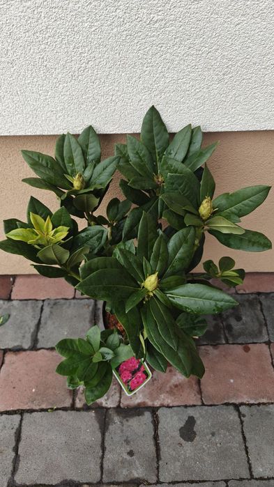 Рододендрон гібридний Нова Зембла 
(Rhododendron Nova Zembla)