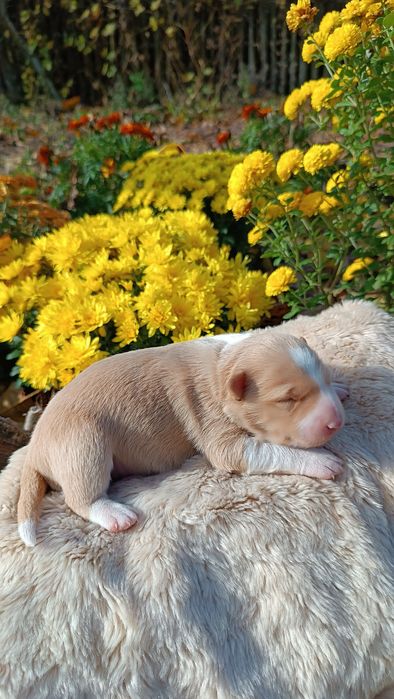 Цуценята Бордер колі