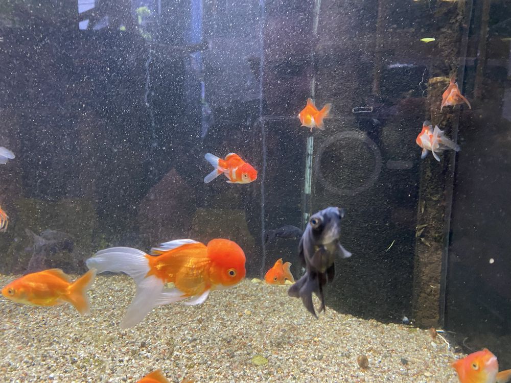 Welony Oranda, oraz teleskop, zimnowodne, do oczek wodnych i akwarium