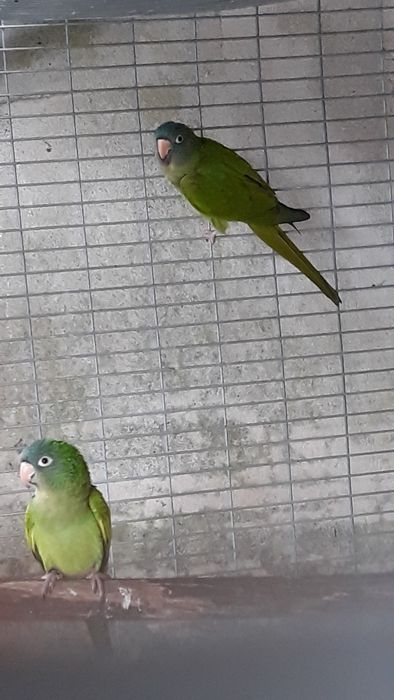 Conures de cabeça azul