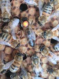 5+1 matki pszczele Buckfast KB nieunasiennione Pasieka Wolinia