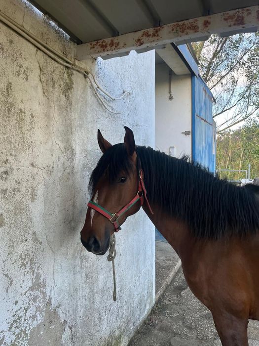 Vendo poldro 4 anos inteiro