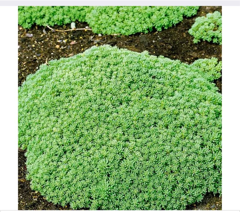 Багаторічні рослини хоста, орегано, яглиця варієгатна, очитки