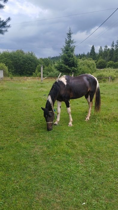 Продаю жеребця а поміняю на молоду корову