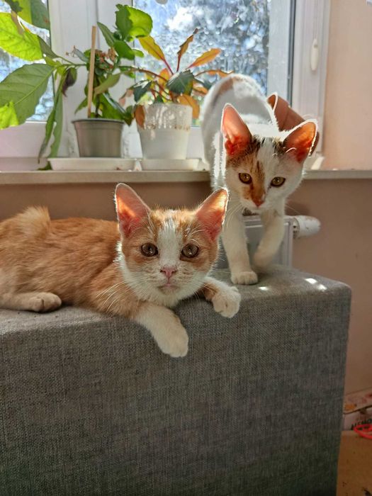 Kania i Rydz - kotki z lasu