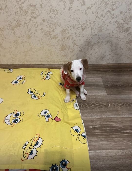 Красивая девочка ищет родителей