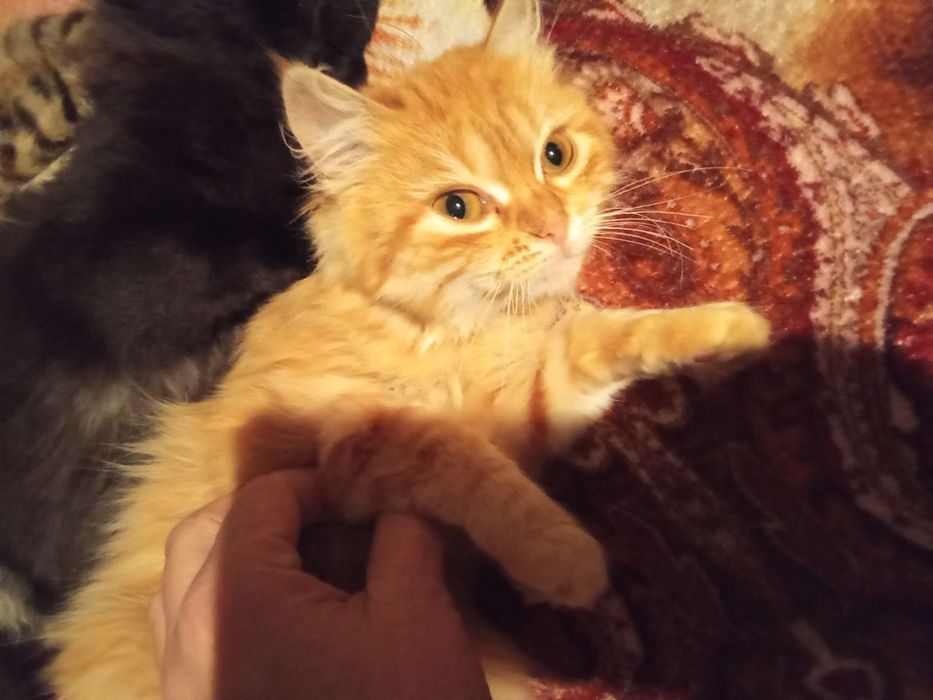 Отдам даром в добрые руки рыжих котят