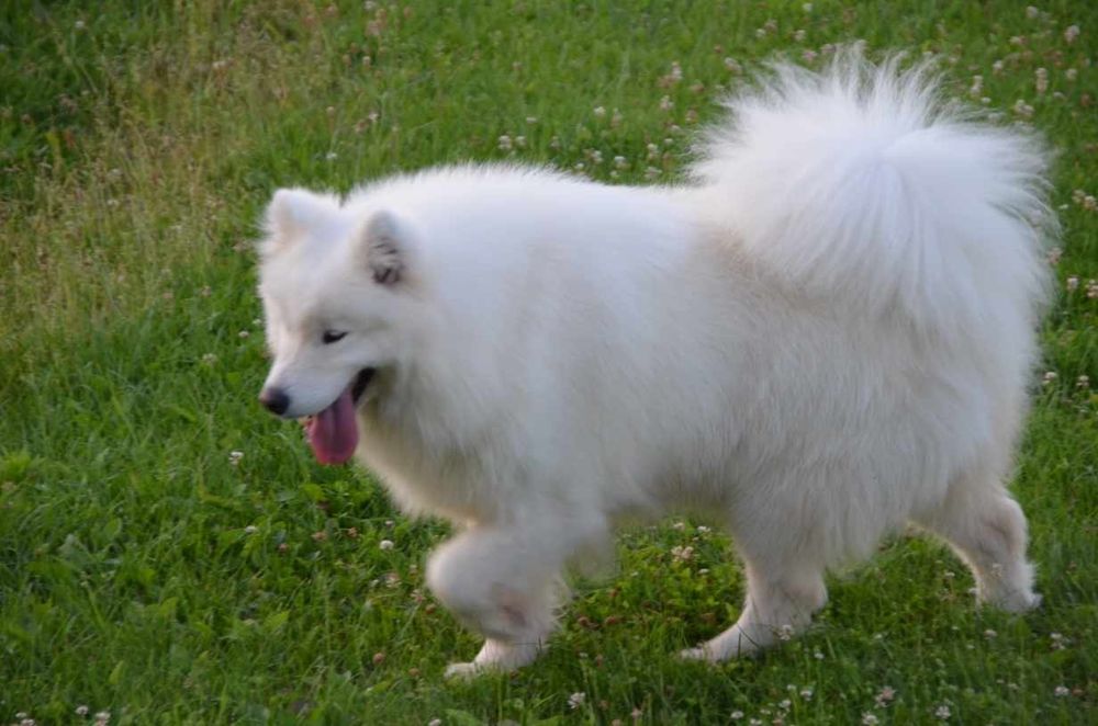 Samoyed ZKwP FCI