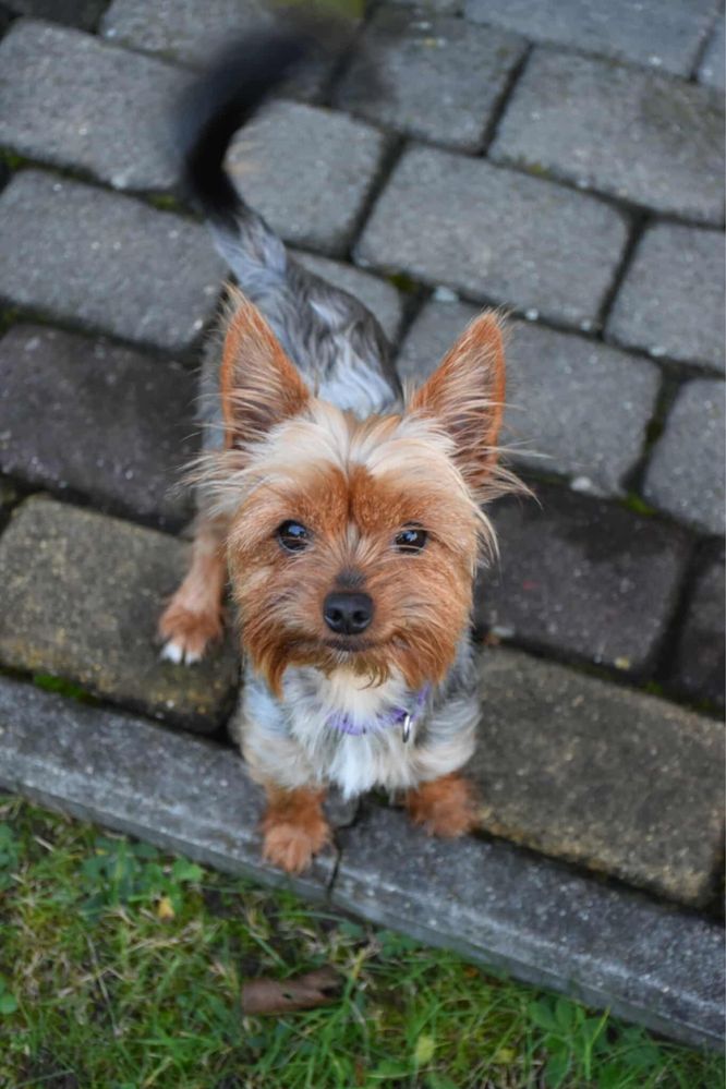 Yorkshire terrier rezerwacja