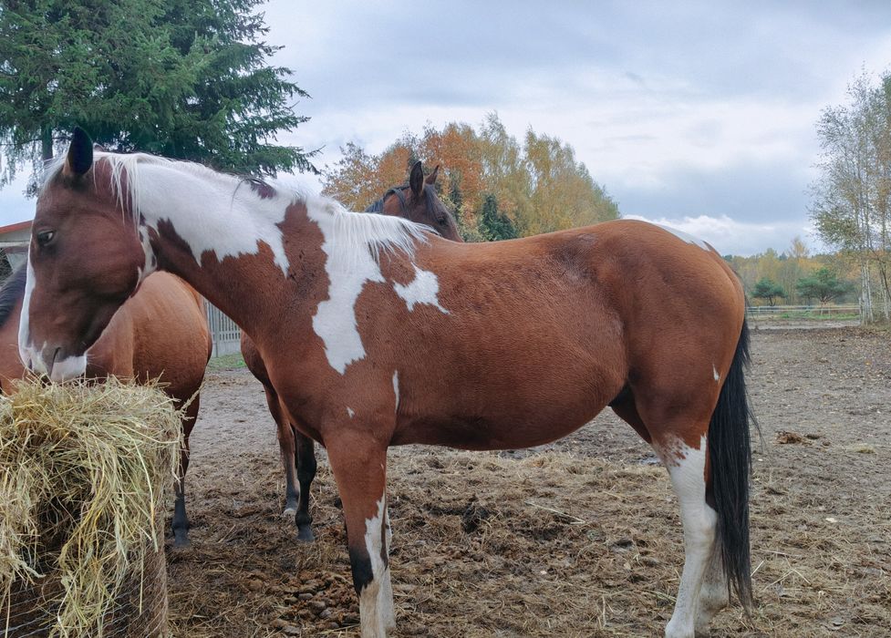Wałach srokaty wielkopolski