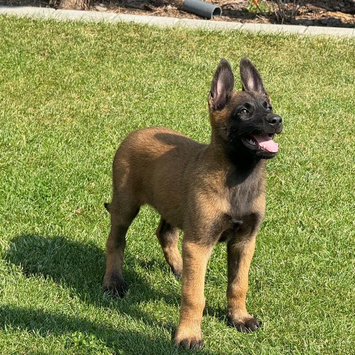 Owczarek belgijski malinois