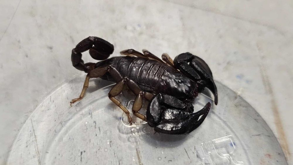 Skorpiony Włoskie - Euscorpius italicus