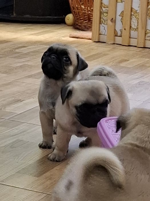 Мопсики девочки и мальчики