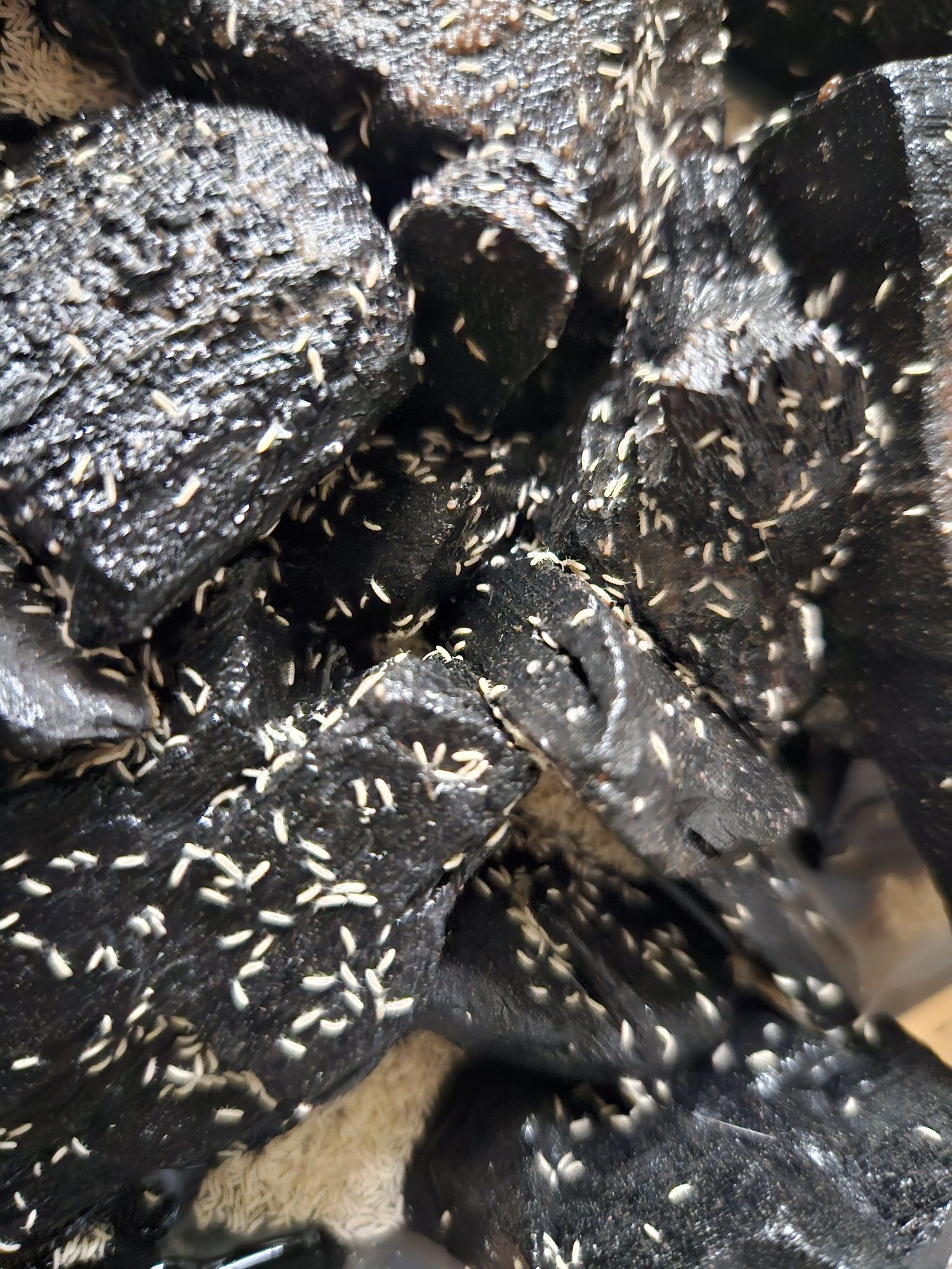 Skoczogonki (Collembola sp.)