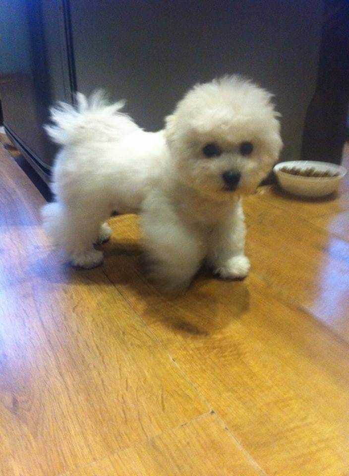 Cudowny Cosmo bichon frise FCI ZKWP