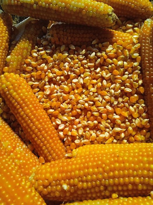 ПОПКОРН  Великими партіями