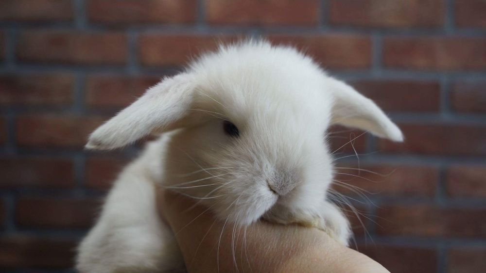 Mini lop do odbioru, mini lopy, karzełek teddy Poznań, miniaturka,