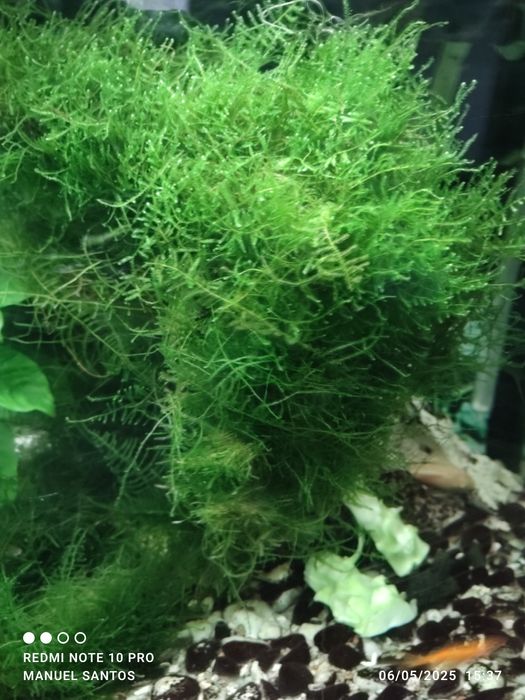 Musgo de java muito verdinho