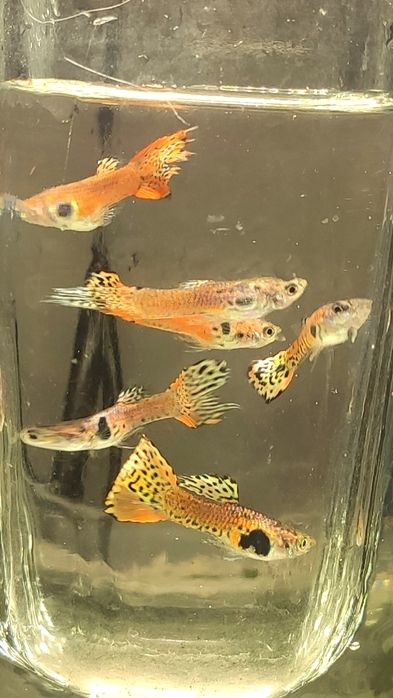 Guppys de Linhagem – Leopard Yellow & Red Leopard