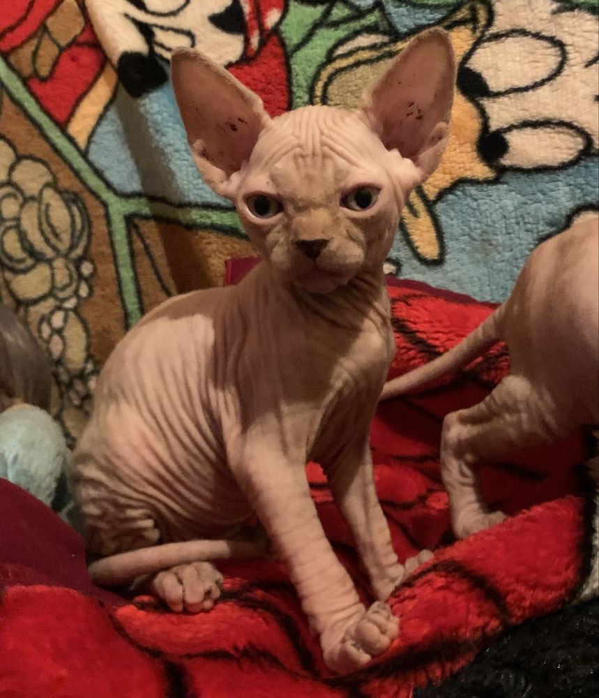 SPHYNX • przekochane Dzieci jak małpki, Psy‼️ Kociak czeka na ciebie!