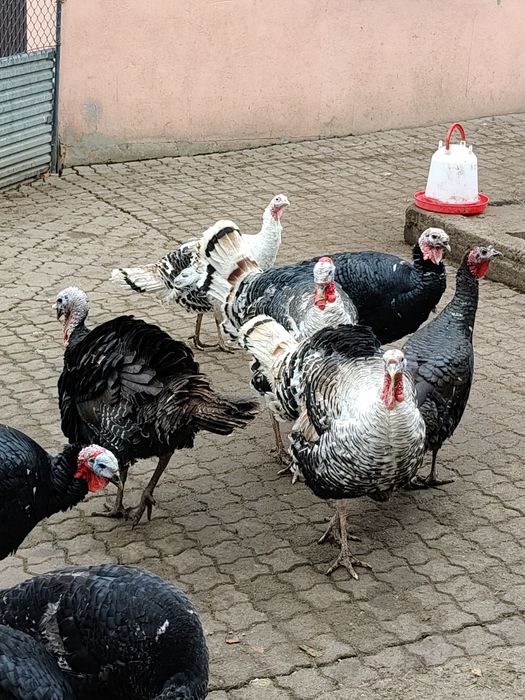 Indyki Indory Staropolskie