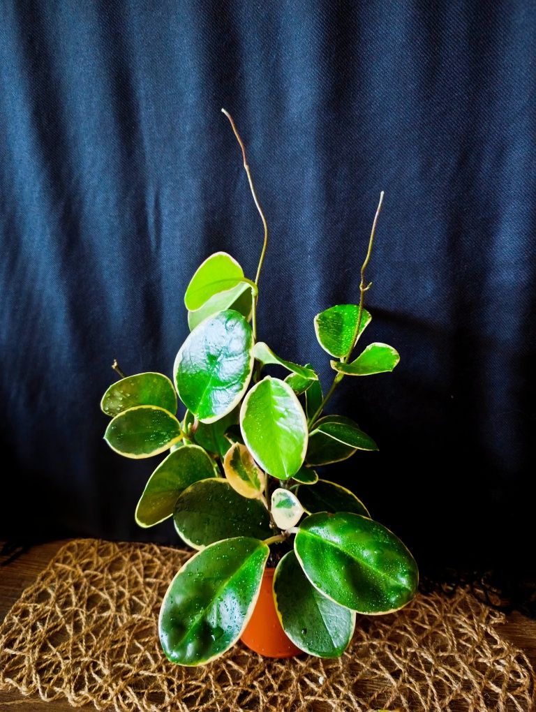 Hoya Blonde Australis