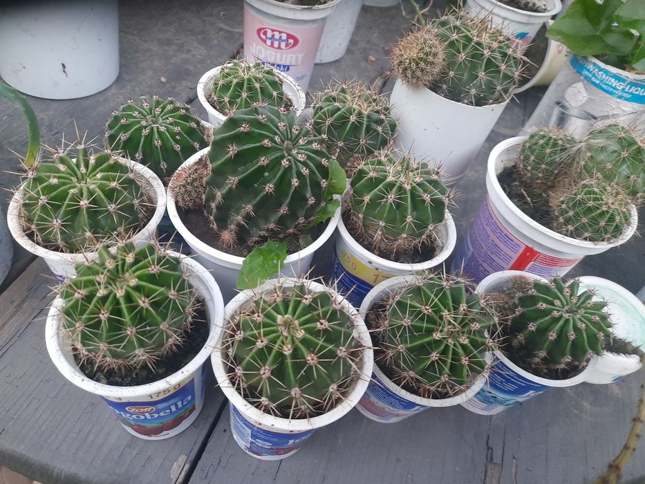 Кактуси, кімнатна рослина