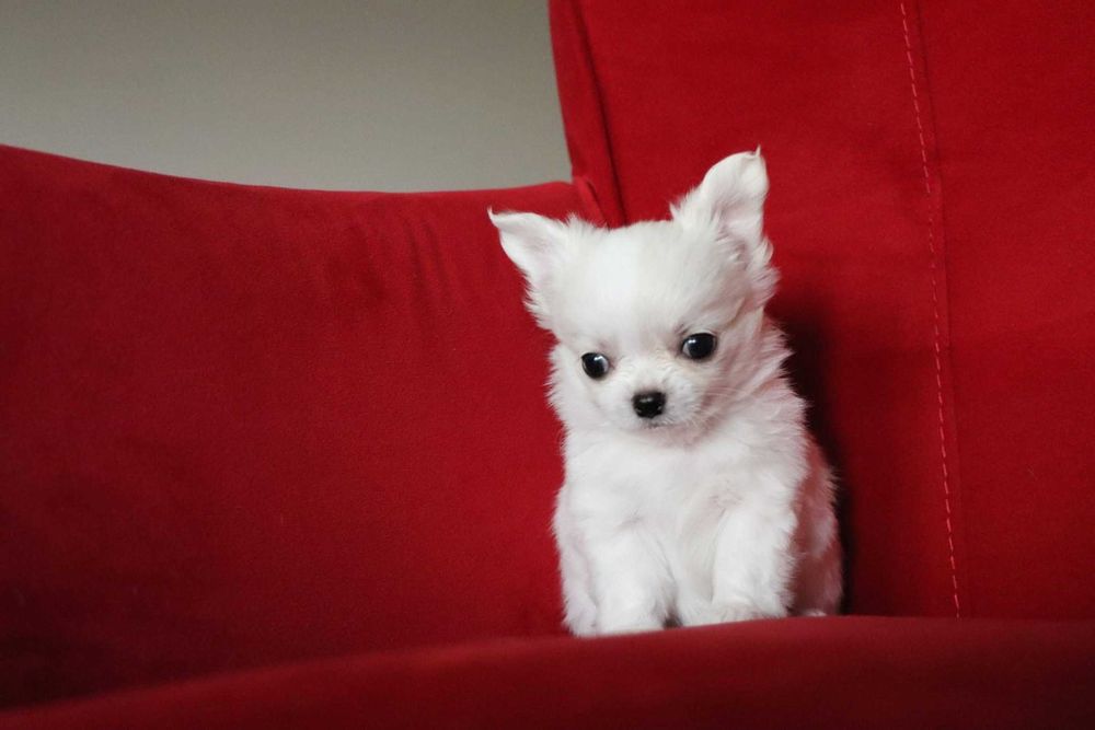 Jasny długowłosy chłopczyk chihuahua z rodowodem SKOTI FCI ZKwP